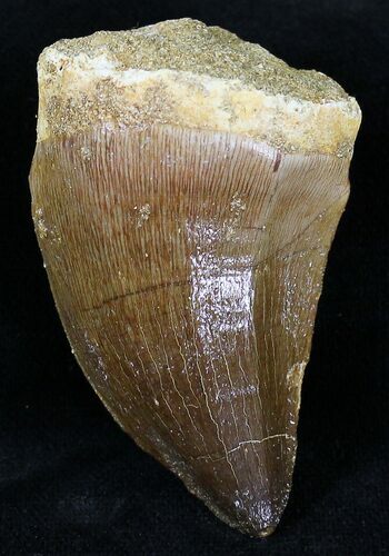 Large Mosasaur (Prognathodon) Tooth #20937